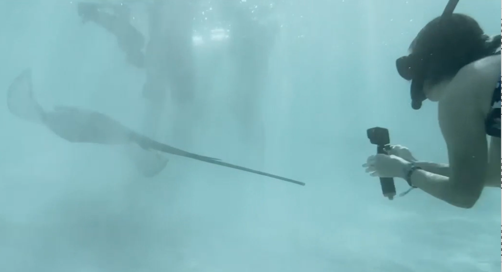 Stingrays